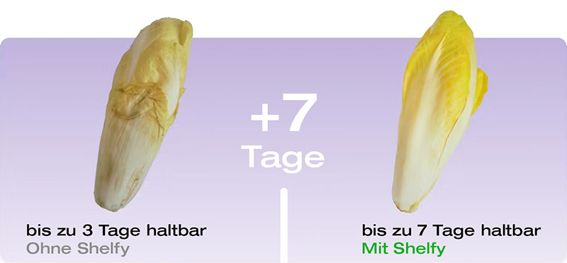 Shelfy_Salat