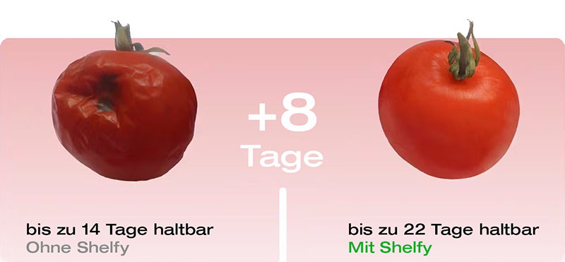 Shelfy_Tomate