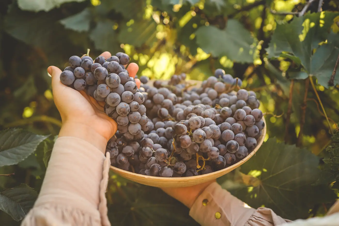 kategorie-behandlungsmittel